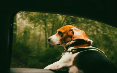 Voyager en van aménagé avec des animaux : conseils, précautions et équipements