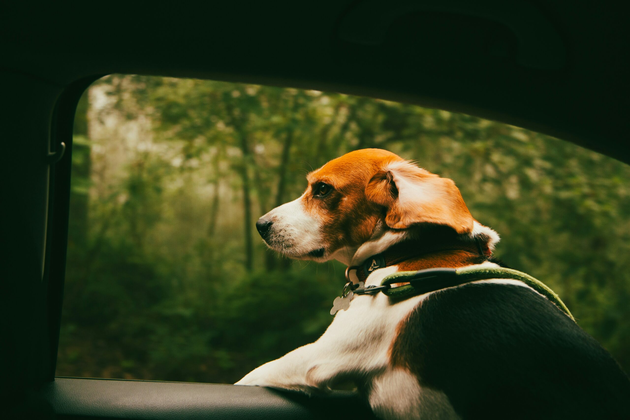 voyager-avec-des-animaux-van-amenage chien voyageant dans un van aménagé